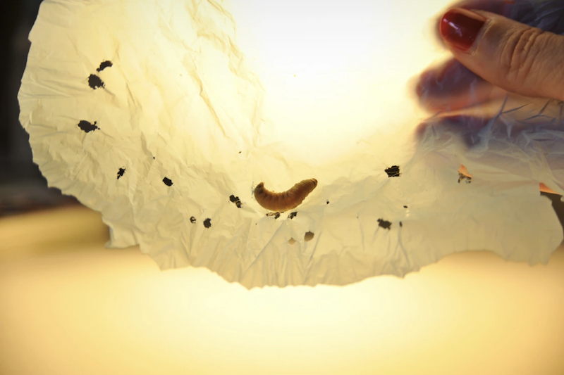 plastic eating worms