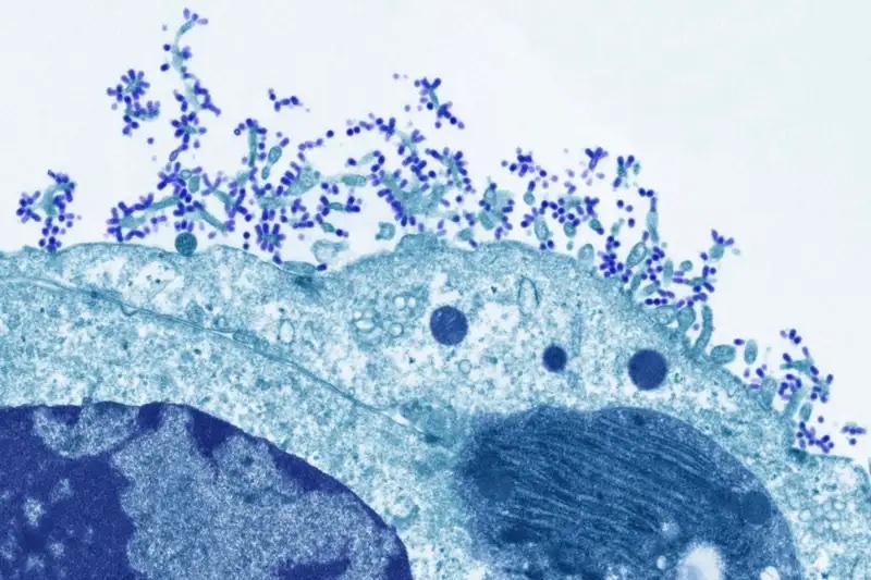 Influenza cells