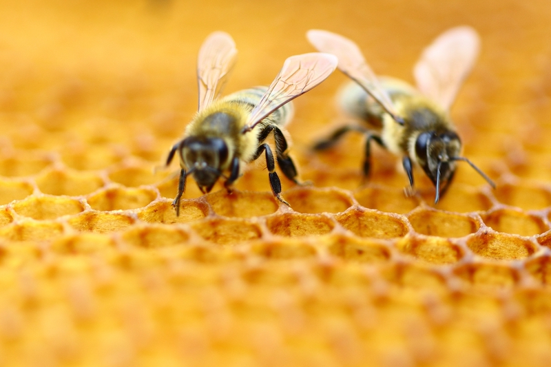 bees Shutterstock