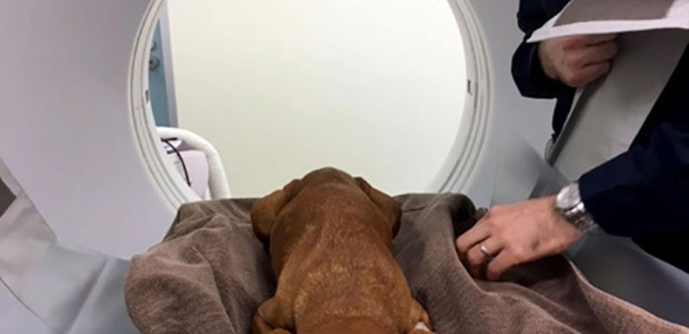 The Dog And The Cat Scan Ge News