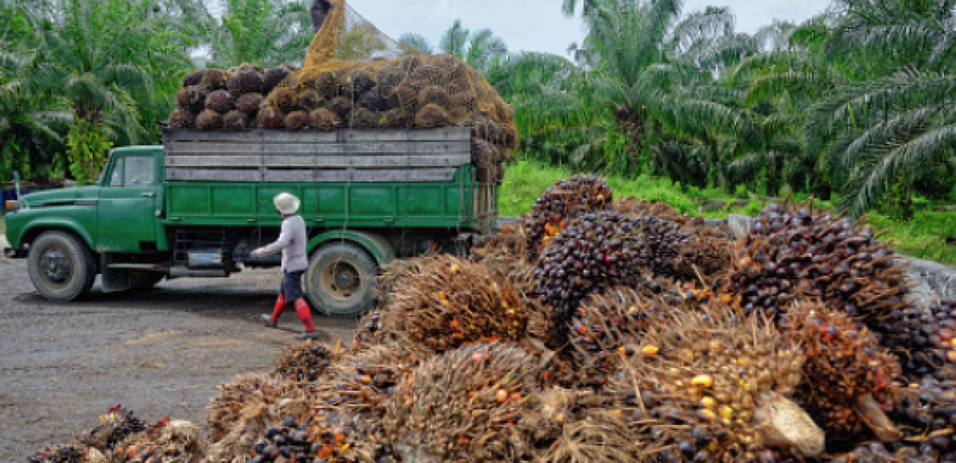 How Malaysia S Palm Oil Producers Are Enhancing Savings And Sustainability Ge News