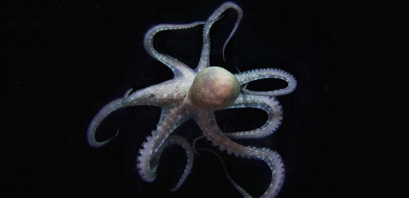 Armed and dangerous: octopus genetic secrets unveiled