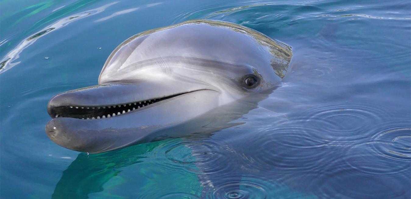 What are Baby Dolphins Called 
