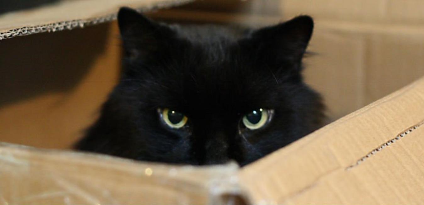 black cat box