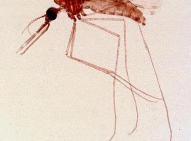 Stopping Malaria: POCT Diagnostic Platform image